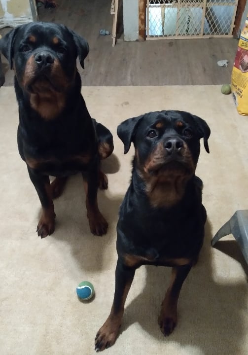 Helltown German Rottweilers
