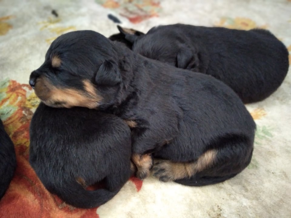 Akc German Rottweiler puppies.